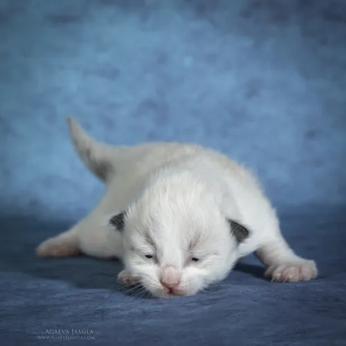 Котята Фото белый кролик, лежащий на голубой поверхности
