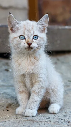 Котята Фото кот с голубыми глазами