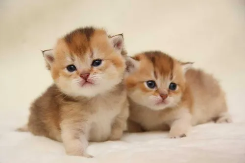 Котята Фото пара котят