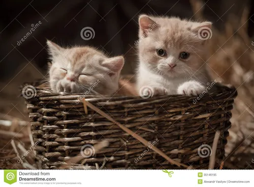 Котята Фото два котенка в корзине