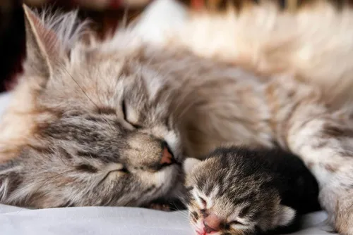 Котята Фото кошка и котенок обнимаются