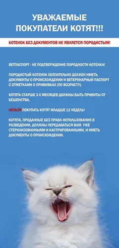 Котята Фото белая собака с открытым ртом