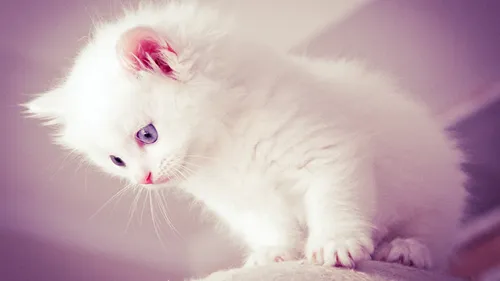 Котята Фото белый котенок с голубыми глазами