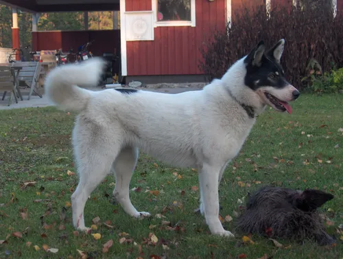 Лайка Фото собака и собака, стоящие во дворе
