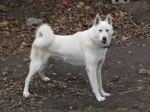 Лайка Фото белая собака, стоящая на скалистой поверхности