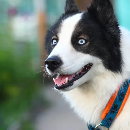 Лайка Фото собака с открытым ртом
