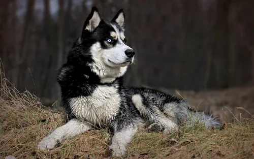 Лайка Фото черно-белая собака сидит на траве