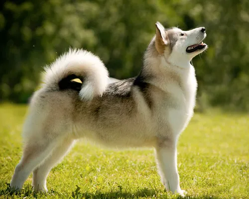 Лайка Фото собака, стоящая на травянистой местности