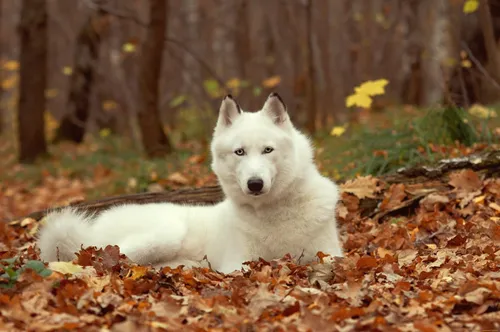 Лайка Фото белая собака, лежащая в листьях