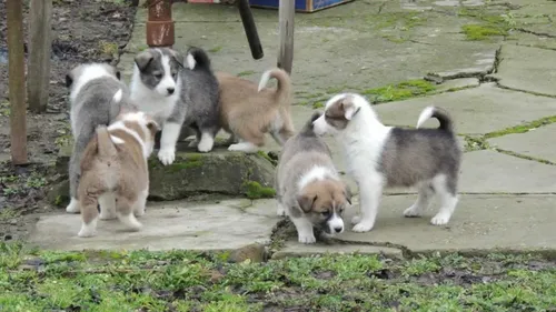 Лайка Фото группа щенков на каменной дорожке