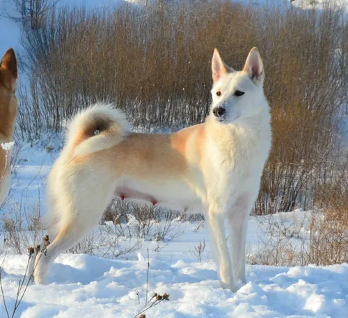Лайка Фото бело-коричневая собака, стоящая на снегу
