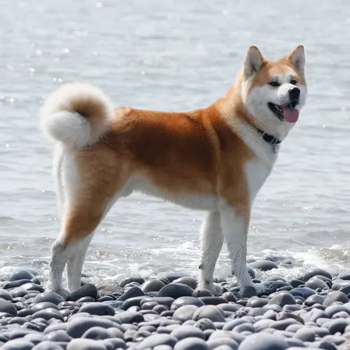 Лайка Фото собака, стоящая на скалистом пляже