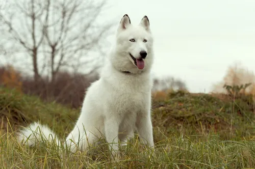 Лайка Фото белая собака, стоящая в поле