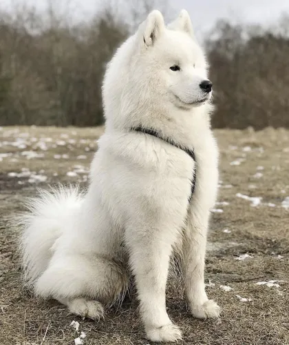 Лайка Фото белая собака сидит на земле