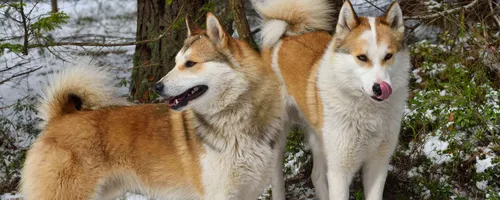 Лайка Фото пара волков в снегу