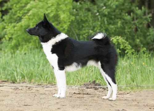 Лайка Фото собака, стоящая на грунтовой дорожке