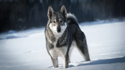 Лайка Фото волк, стоящий на снегу