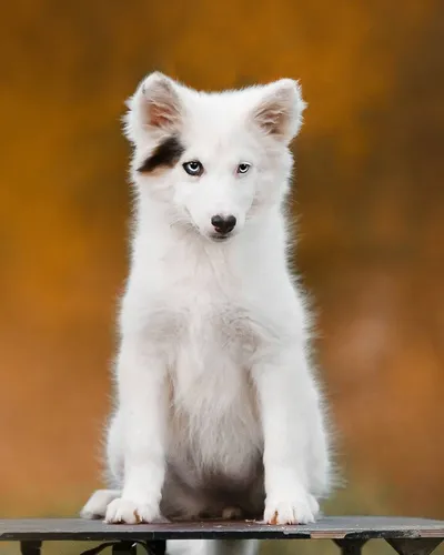 Лайка Фото бело-черный щенок