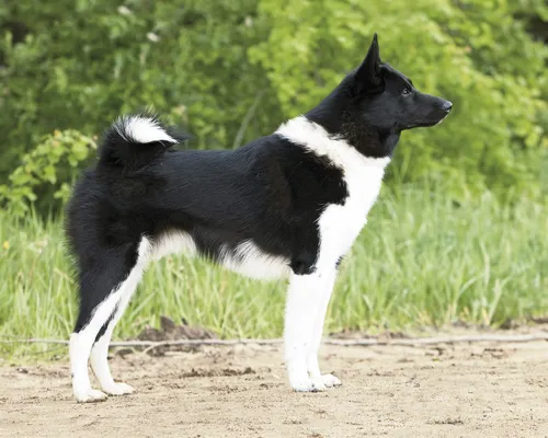 Лайка Фото черно-белая собака