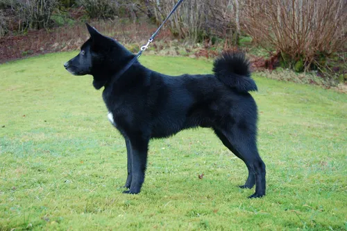 Лайка Фото черная собака на поводке