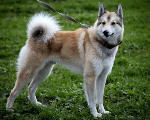 Лайка Фото собака, стоящая на траве