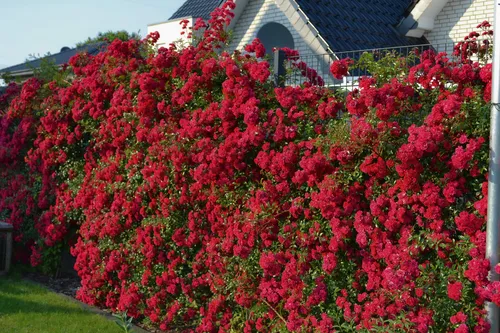 Момо Фото большой куст красных цветов