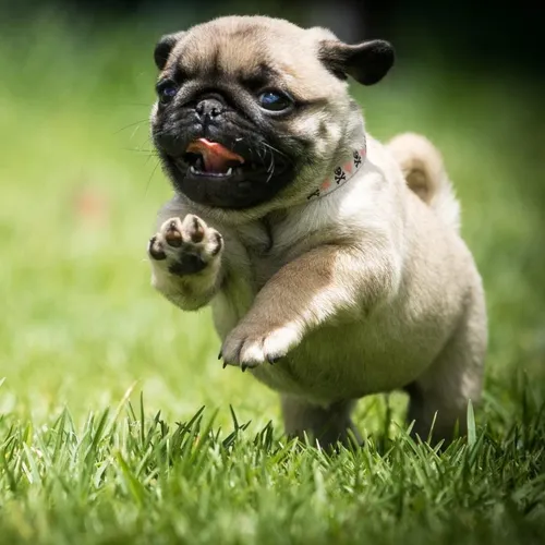 Мопс Фото собака бежит по траве