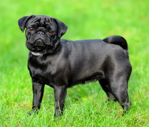 Мопс Фото черная собака, стоящая в траве