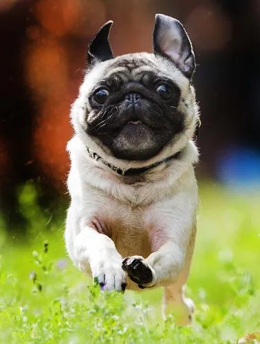 Мопс Фото маленькая собака в траве