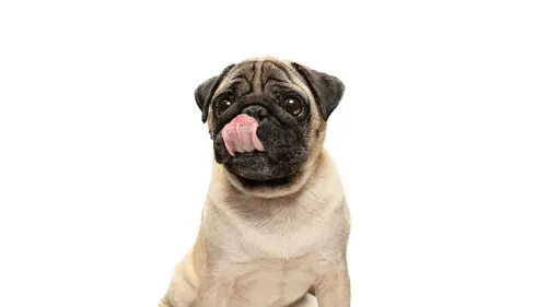 Мопс Фото собака с высунутым языком