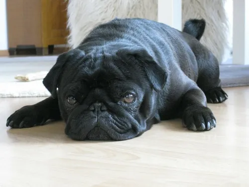Мопс Фото черная собака, лежащая на деревянном полу