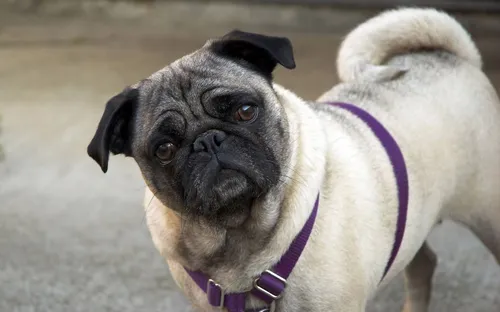 Мопс Фото собака с фиолетовым ошейником