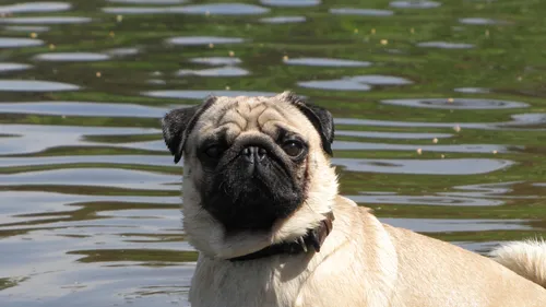 Мопс Фото собака в воде