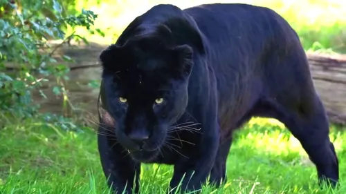 Пантера Фото черная пантера, идущая по траве