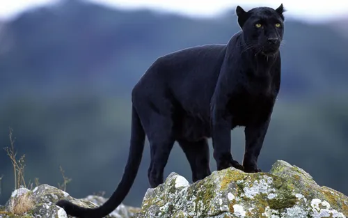 Пантера Фото черная кошка, стоящая на скале