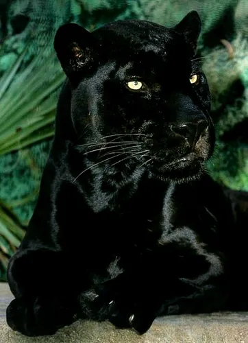 Пантера Фото черно-белая кошка