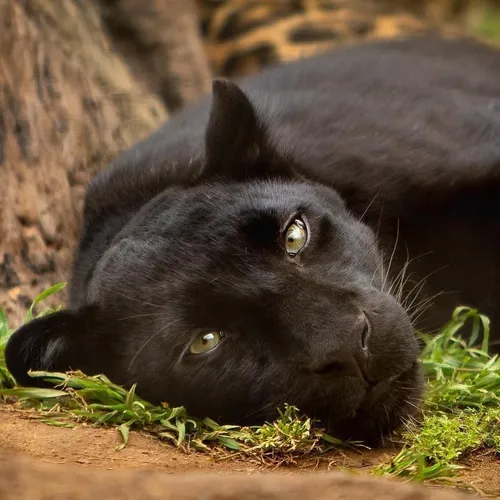 Пантера Фото черная кошка, лежащая на земле