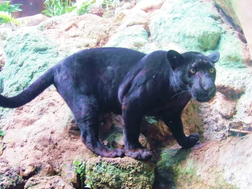 Пантера Фото черная пантера на скале
