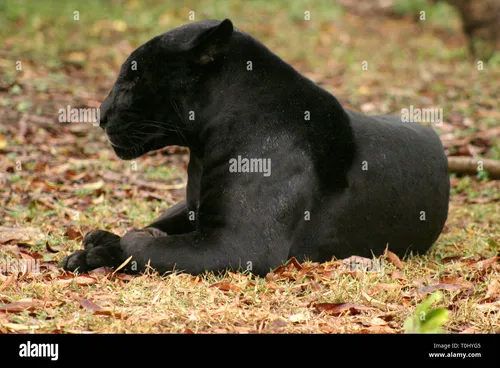 Пантера Фото черный лев, лежащий на земле