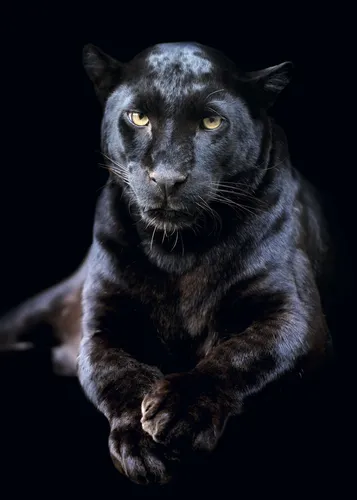 Пантера Фото черная кошка с желтыми глазами