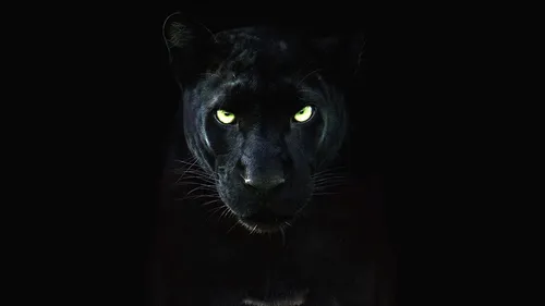 Пантера Фото черная кошка с зелеными глазами