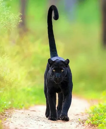 Пантера Фото черная кошка с длинным хвостом