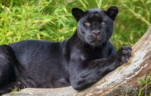 Пантера Фото черная пантера, лежащая на бревне