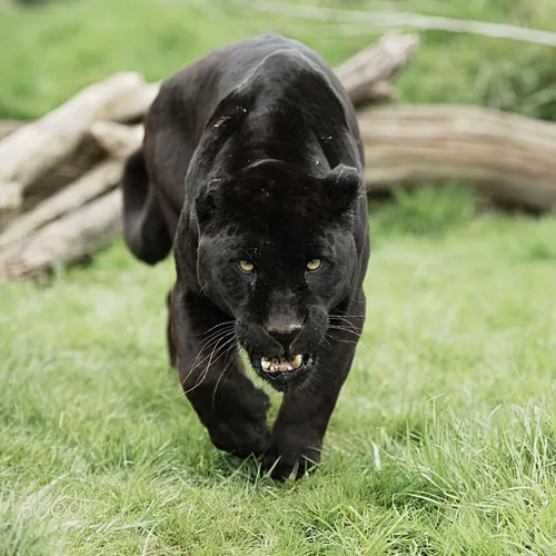 Пантера Фото черная пантера бежит в траве