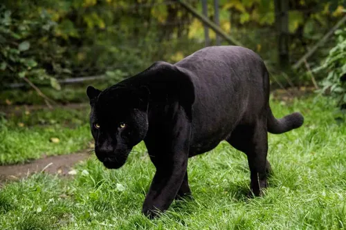 Пантера Фото черный медведь гуляет по траве