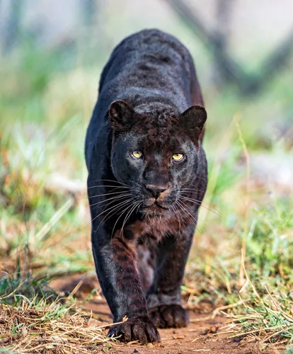 Пантера Фото черная кошка с черной головой