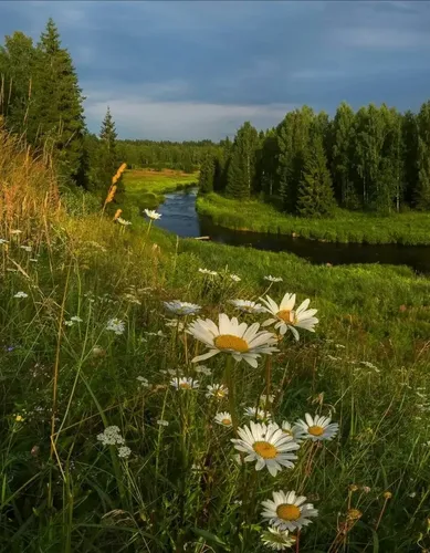 Пейзаж Фото поле цветов с ручьем на заднем плане