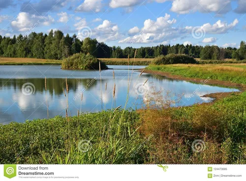 Пейзаж Фото небольшой пруд с травой и деревьями