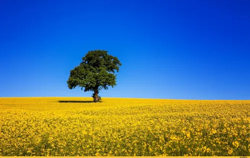 Пейзаж Фото дерево в поле желтых цветов