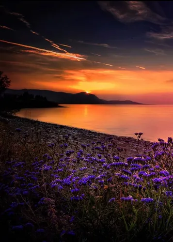 Пейзаж Фото поле фиолетовых цветов с водоемом на заднем плане